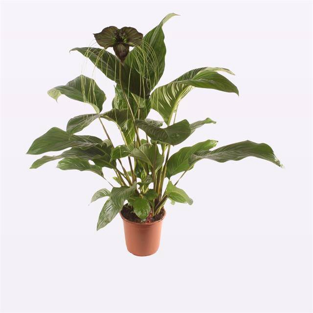 TACCA P17 A2  no flowers