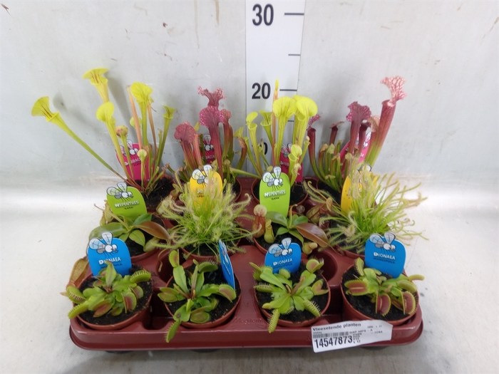 <h4>Vleesetende planten</h4>