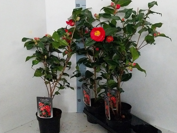 <h4>CAME J DR KING</h4>