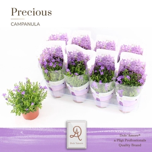 Campanula Stadium 1 P12 Dolc'Amore® Easy Pack