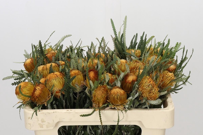 <h4>Banksia Dryandra</h4>