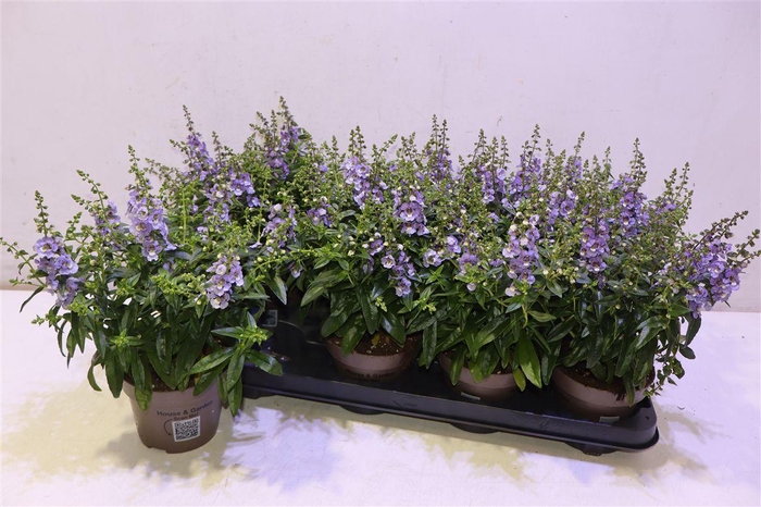 <h4>Ang Se Purple</h4>