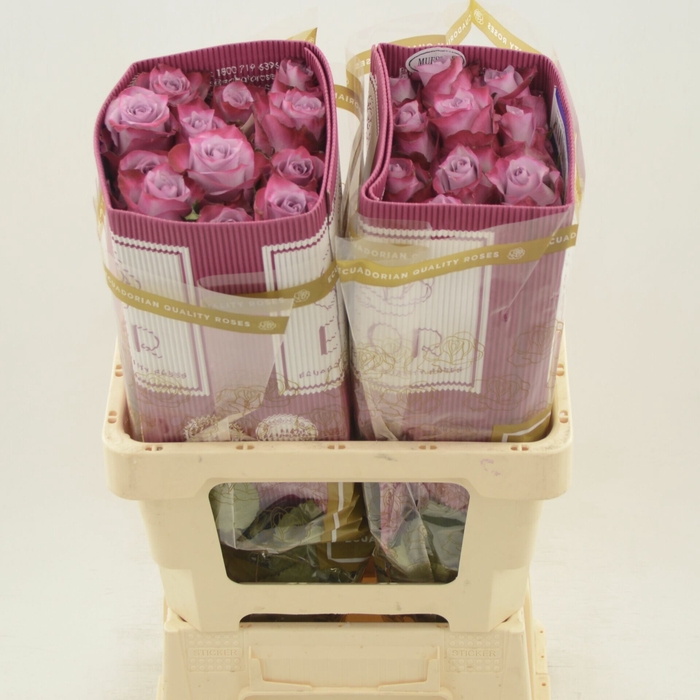 <h4>Rosa gr Deep Purple</h4>