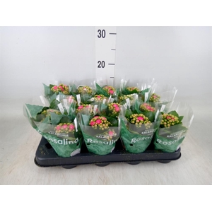 Kalanchoe blos. 'RosDon Nando'