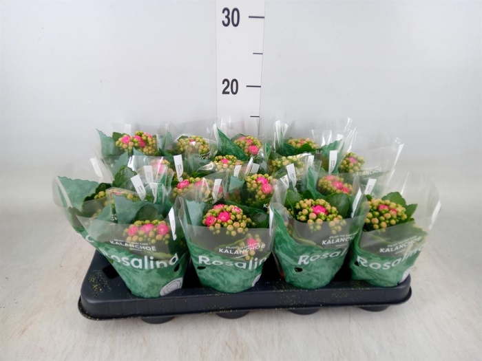 <h4>Kalanchoe blos. 'RosDon Nando'</h4>