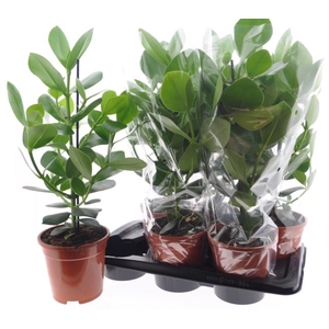 Clusia rosea Princess 17Ø 60cm 1pp