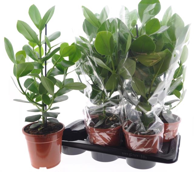 Clusia rosea Princess 17Ø 60cm 1pp