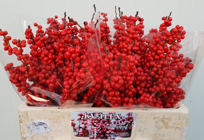 <h4>ILEX VE RODE BES</h4>