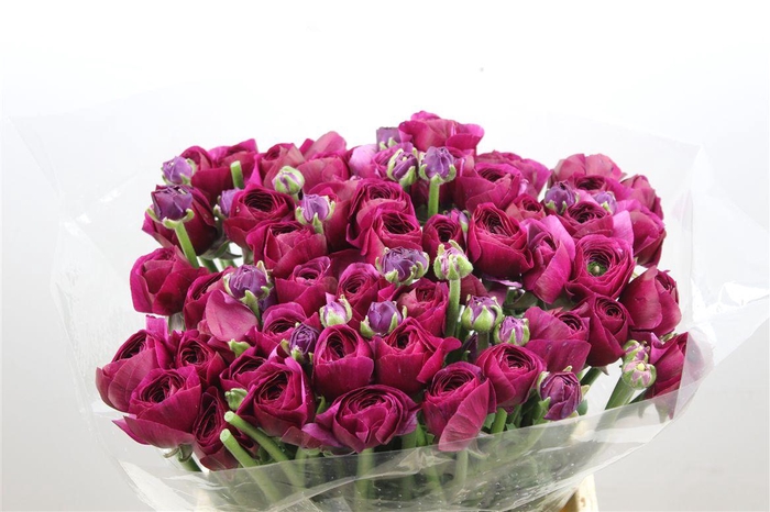 <h4>Ran Cloni Ex Renoir</h4>