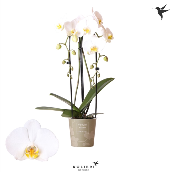 <h4>Phalaenopsis Natural Charm Cascade Niagara fall white 2 spike</h4>