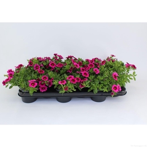 CaliBrachoa Minifamous Hot Pink