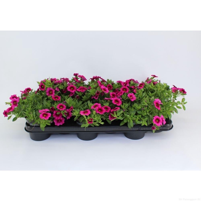 <h4>CaliBrachoa Minifamous Hot Pink</h4>