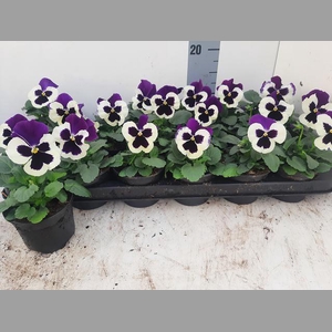 VIO WI DEL VIOL+WHIT