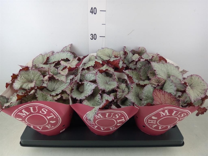 <h4>Begonia BD 'Hawaiian Silver'</h4>