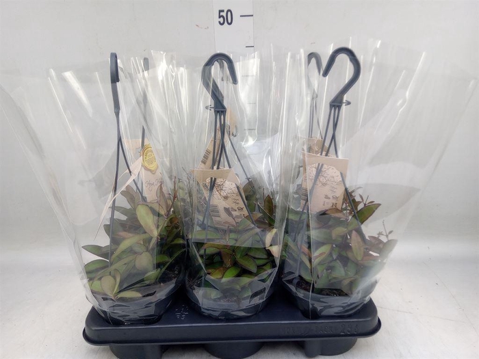 <h4>Hoya  'Rosita'</h4>