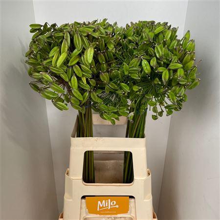 <h4>Agap Berries</h4>