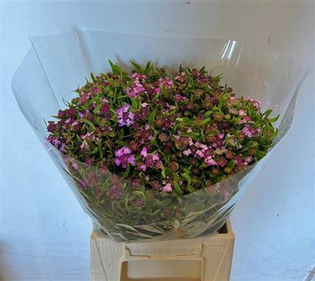 Iberis Umbellata