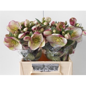 HELL FRK GLENDA GLOS