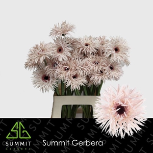 Gerbera Spider Daphne Water