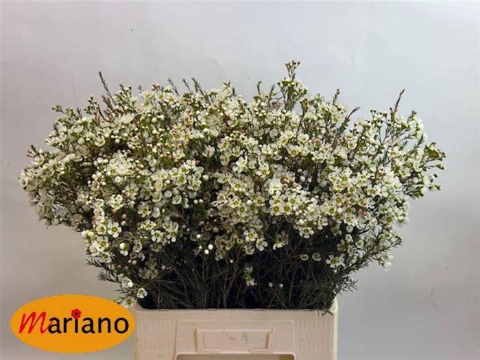 <h4>Chame Me Sirius</h4>