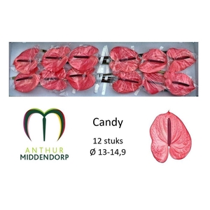 ANTH A CANDY