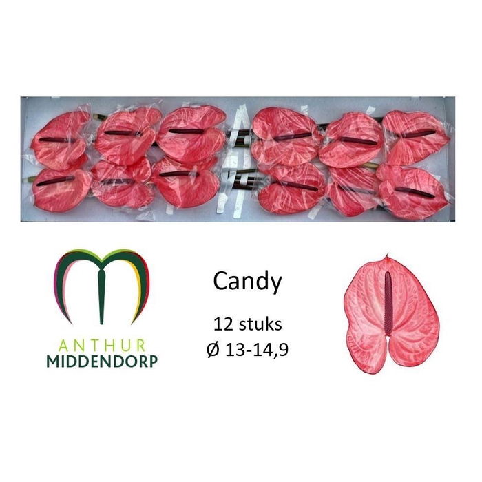 <h4>Anth A Candy</h4>