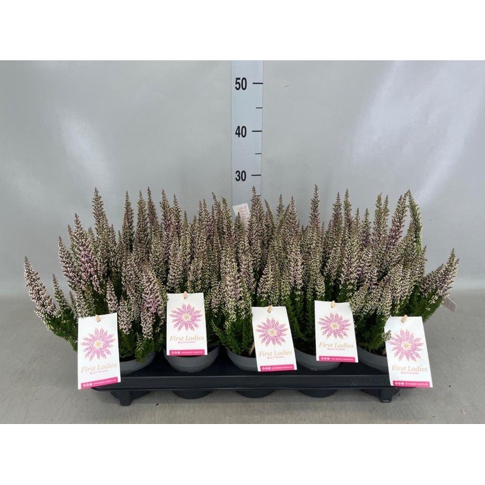 <h4>Calluna vulg. 'Beauty L' ..mix</h4>