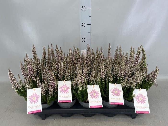 Calluna vulg. 'Beauty L'  ..mix