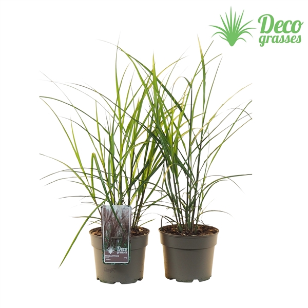 <h4>Miscanthus sinensis 'Volcano'®</h4>