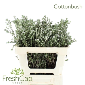 Cottonbush