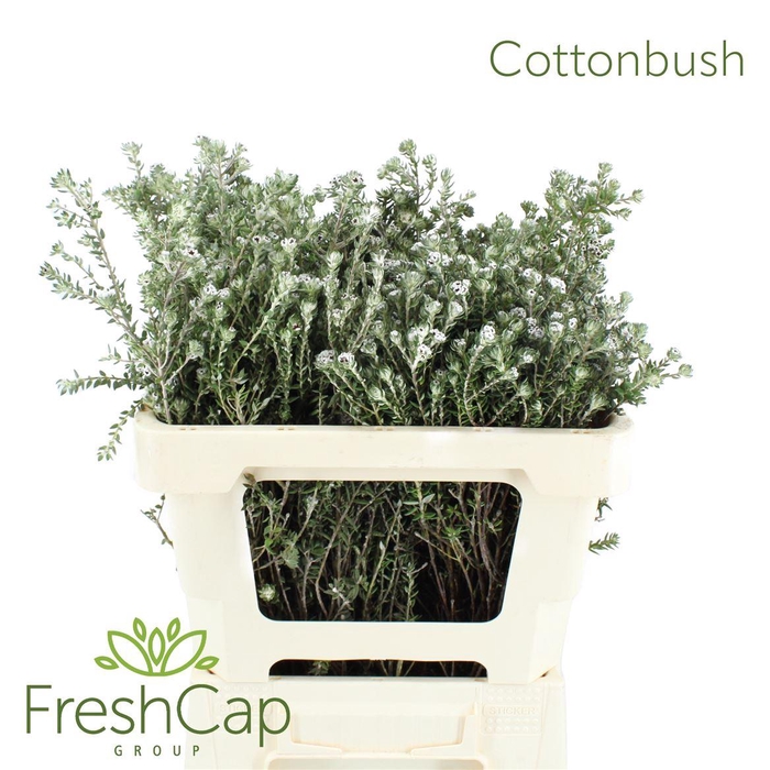 <h4>Cottonbush</h4>