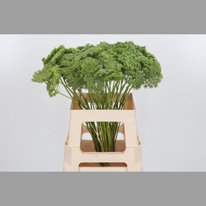 Ammi Majus Visnaga Zaad
