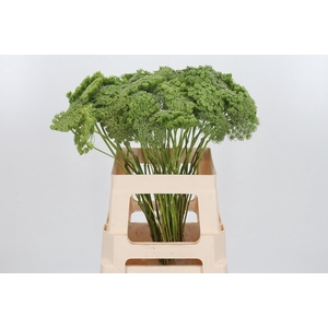Ammi Majus Visnaga Zaad