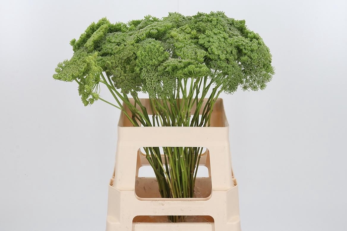 <h4>Ammi Majus Visnaga Zaad</h4>