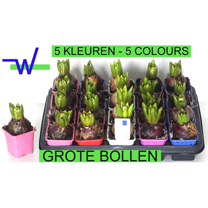 <h4>HYACIN GEM 5 KL</h4>