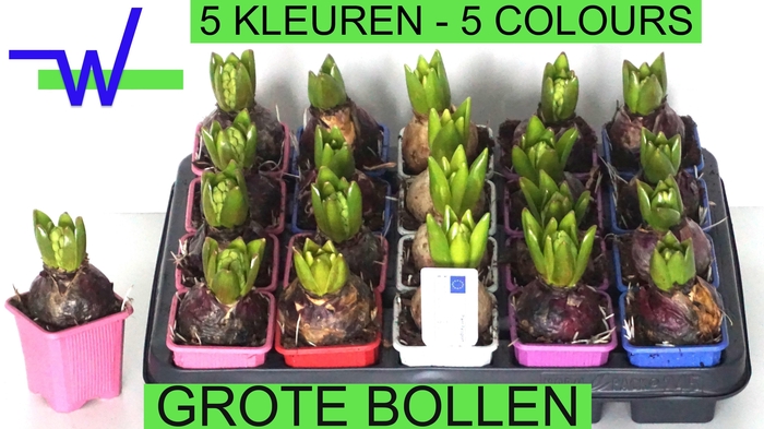 <h4>HYACIN GEM 5 KL</h4>