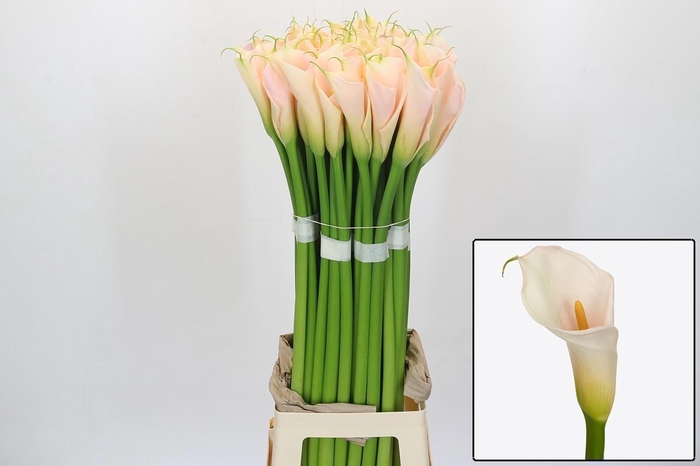 <h4>ZANT AE EYD SALMON</h4>