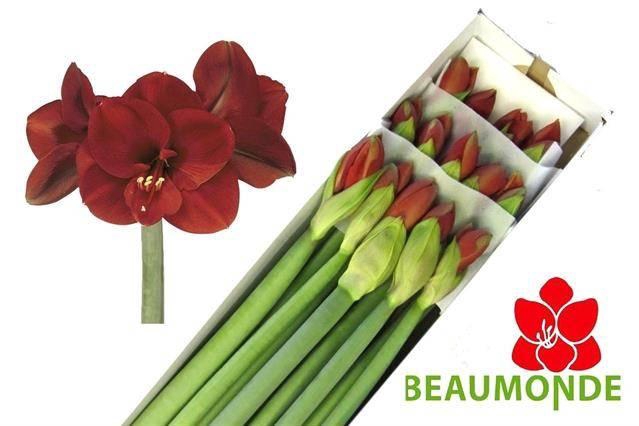 <h4>Hipp Ga Ferrari</h4>