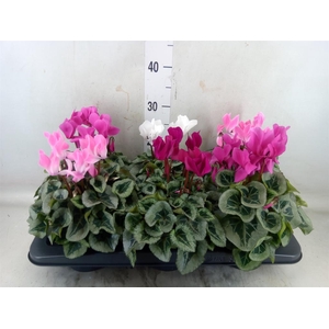 Cyclamen MD 'Rembrandt'