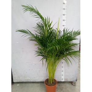 Dypsis lutescens   ...Chrysalidoca