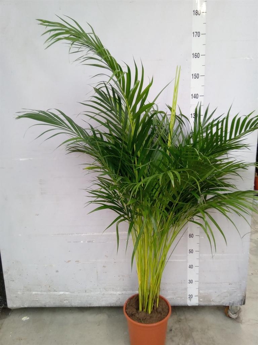 <h4>Dypsis lutescens   ...Chrysalidoca</h4>