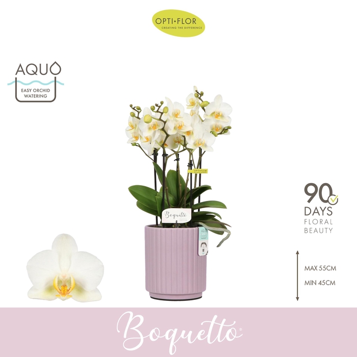<h4>Boquetto Beauty 3-5 spike in Molise Lilac Aquo</h4>