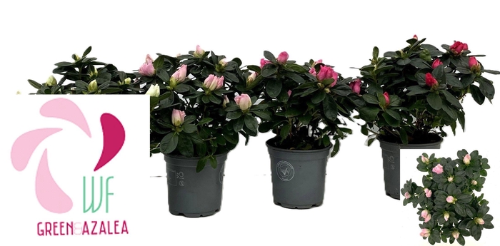 <h4>RHODO SI VOGEL GEM</h4>