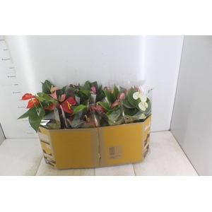 ANTHURIUM VARIADO P12