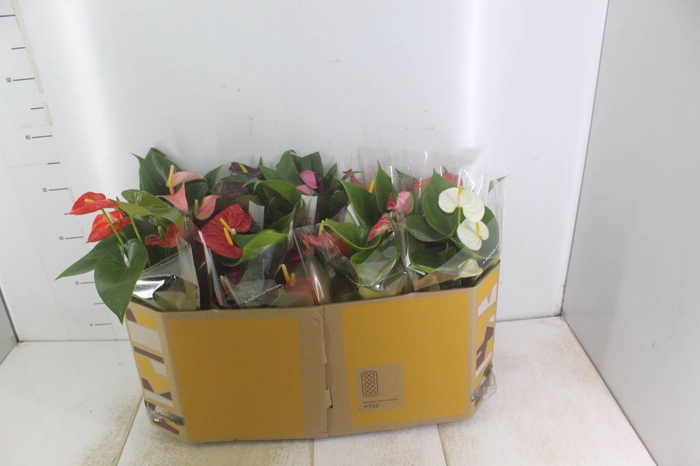 <h4>ANTHURIUM VARIADO P12</h4>