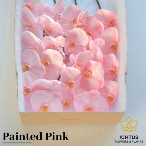 <h4>PHAL PAINTED PINK BLOEM 25 Bloemen</h4>