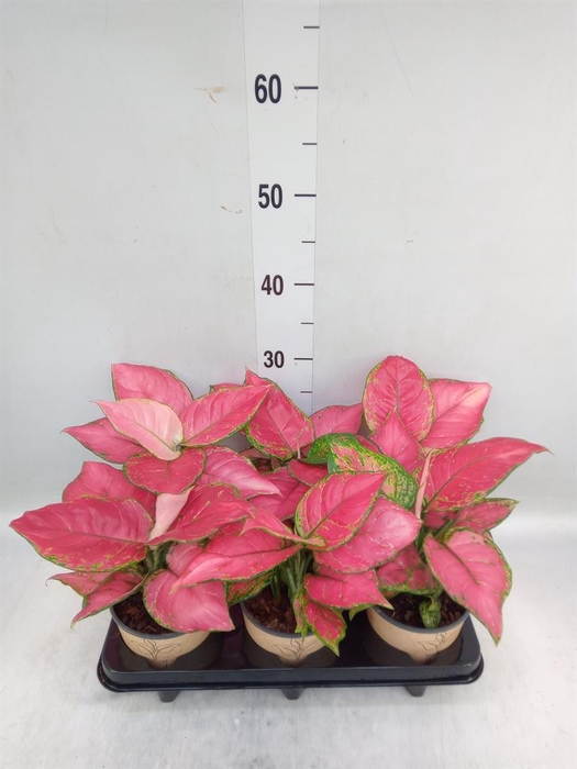 <h4>Aglaonema   ...</h4>