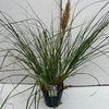 Cortaderia selloana