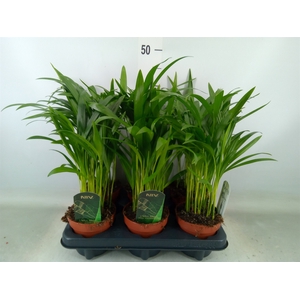 Chamaedorea cataractarum