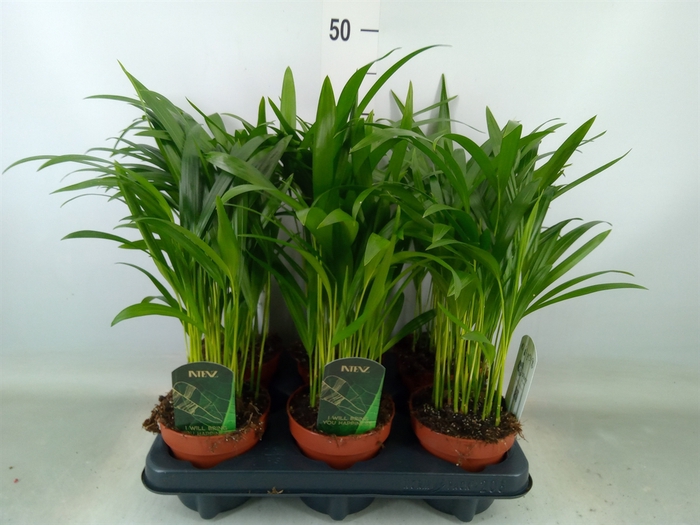 <h4>Chamaedorea cataractarum</h4>